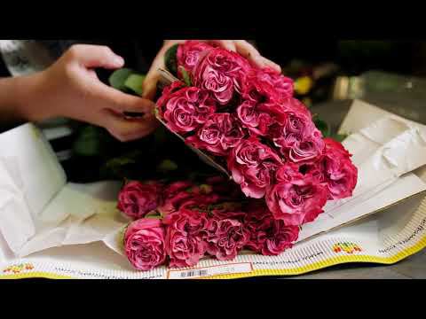 GFG | ЦВЕТЫ ОПТОМ. Плантация Mystic Flowers • Эквадор • Роза
