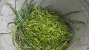 Ряска малая - продуктивность и интенсивное выращивание, Duckweet growing.