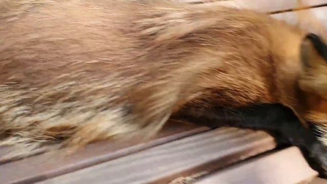 ЛИ СЯО. Алиса - Лиса. Общение лисы с собаками. смотреть онлайн