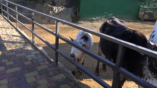 Поздравляем с Новым Годом семейство мини Зебу! смотреть онлайн