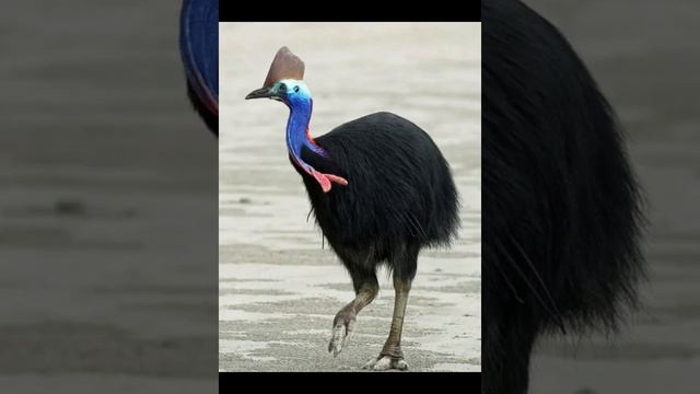 Казуар Это большие и опасные для человека птицы смотреть онлайн