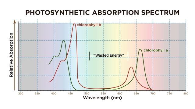 PAR Light Quality LEDs & HID: Plant Grow Light Basics -101 (Do Plants Use Green Light?) смотреть онлайн