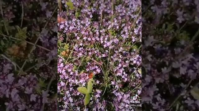 #тимьян #чабрец #растение #флорадаритнам