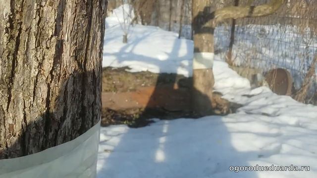 Ловчий пояс на деревьях от долгоносика (цветоеда) смотреть онлайн