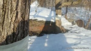 Ловчий пояс на деревьях от долгоносика (цветоеда)