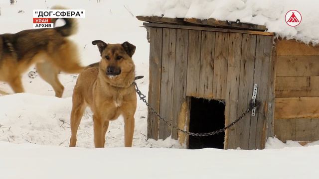 В Урае состоялся межмуниципальный зоофорум смотреть онлайн