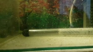 Барбусы Шуберта от икры до малька. Личинки барбуса Шуберта. Мальки барбуса Шуберта