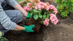 Гортензия Пинк Даймонд — описание сорта и его выращивание