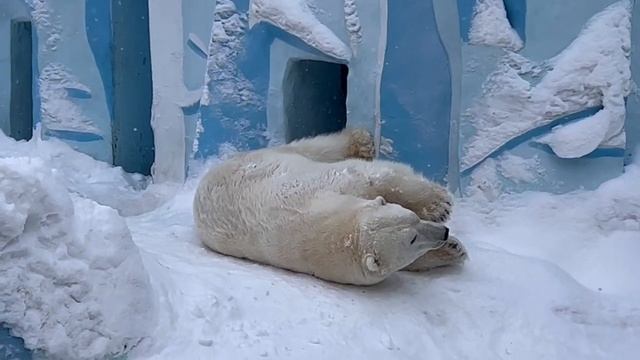 Белый медведь по имени КАЙ ?❄️ Продолжаем знакомство ? смотреть онлайн