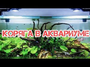 ЗАЧЕМ НУЖНА КОРЯГА В АКВАРИУМЕ И КАК ЕЁ ВЫБРАТЬ