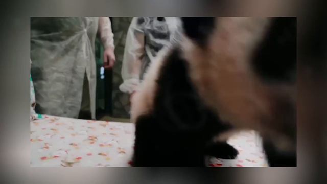 Панда Катюша хулиганит. Московский зоопарк. #панда #москва #зоопарк #пандакатюша смотреть онлайн