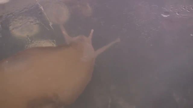 Наблюдение/ Пыталась заснять рот улитки))) смотреть онлайн