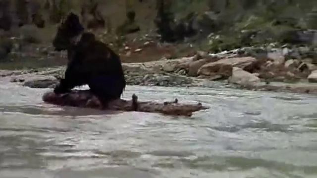 Медвежонок и медведица.m4v смотреть онлайн