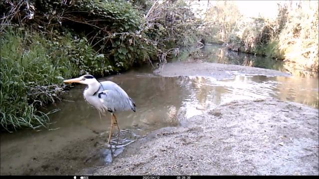 BERNAT PESCAIRE (Ardea cinerea) (Grey heron) - Riera Santa Maria - Caldes de Malavella - 2020 смотреть онлайн