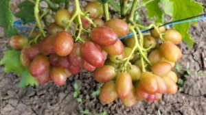 Виноград АБАЖУР и ЗЕВС на 07.08.23???