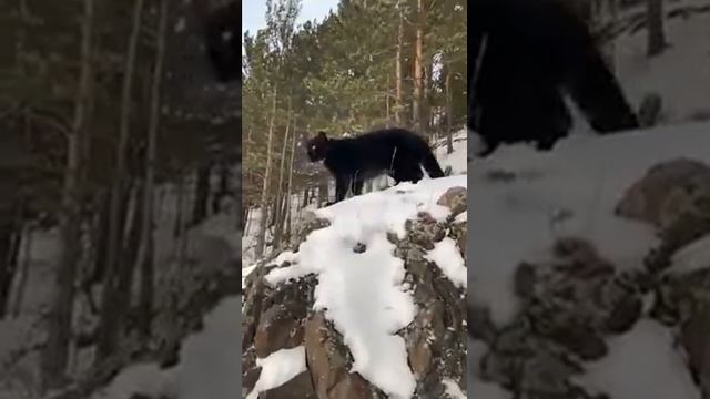 PANTERA Luna 😍🥰