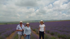 Лавандовые поля