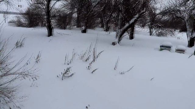 Зимовка пчёл или чем зимой пчёлы заняты 2019