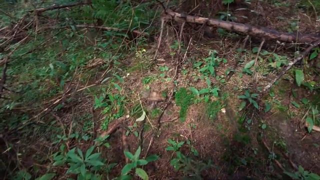 Mushroom Hunting - August 2nd and 8th 2023 - Cep | Boletus edulis | Scaber stalk | Leccinum | Fungi смотреть онлайн