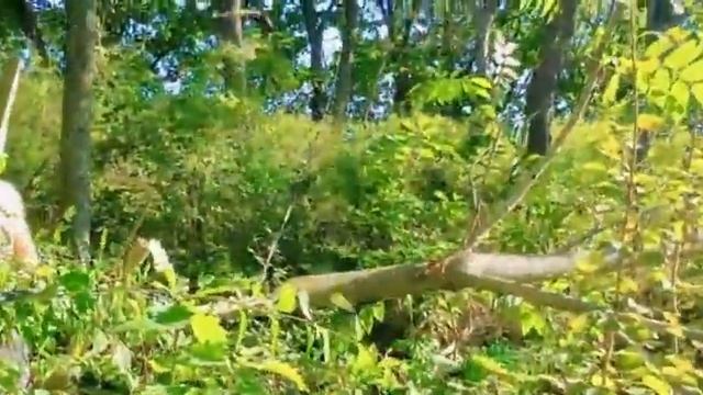 (#444) 03.09.22 Приморская Деревня! Манжурский орех! Продолжаю чистить участок! смотреть онлайн