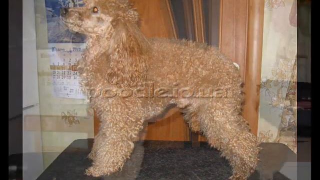 стрижка пуделя (poodle grooming) смотреть онлайн