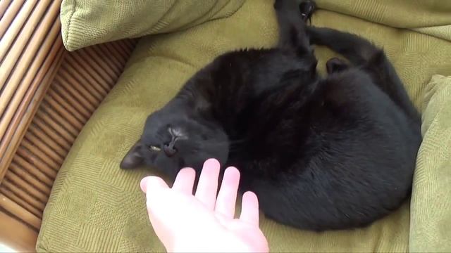 Как быстро натренировать кота. смотреть онлайн