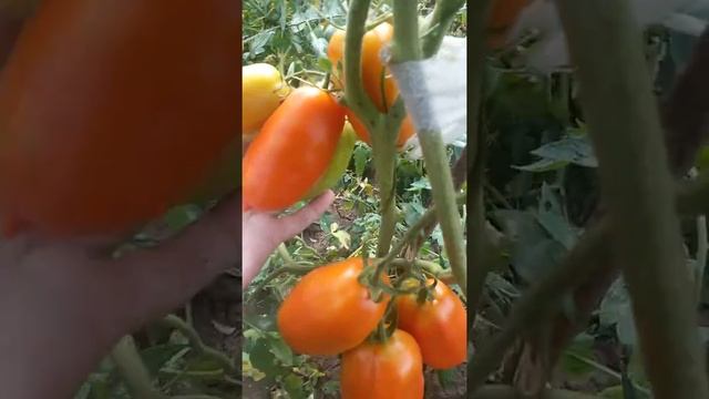 Томат Царевна лебедь. смотреть онлайн