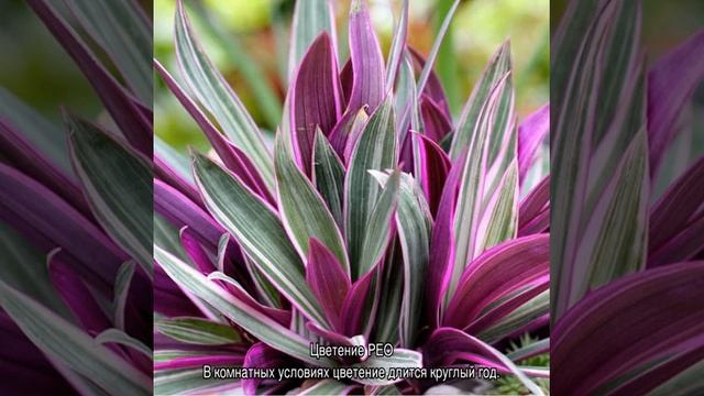 Традесканция рео — уход в домашних условиях смотреть онлайн