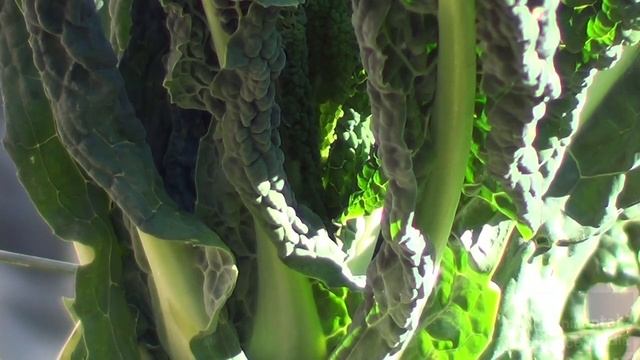 Sony HDR -CX190e field test tele macro смотреть онлайн