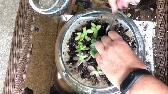 Мини-сад из суккулентов. Или как сделать флорариум? смотреть онлайн