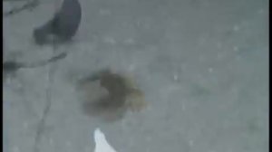 Николаевские голуби (ростовская область).flv