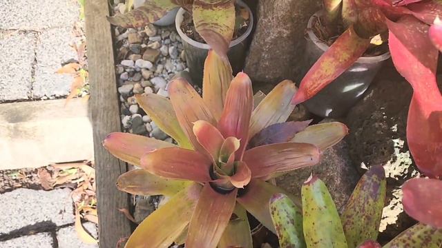 BROMELIADS GARDEN TOUR & TIPS смотреть онлайн
