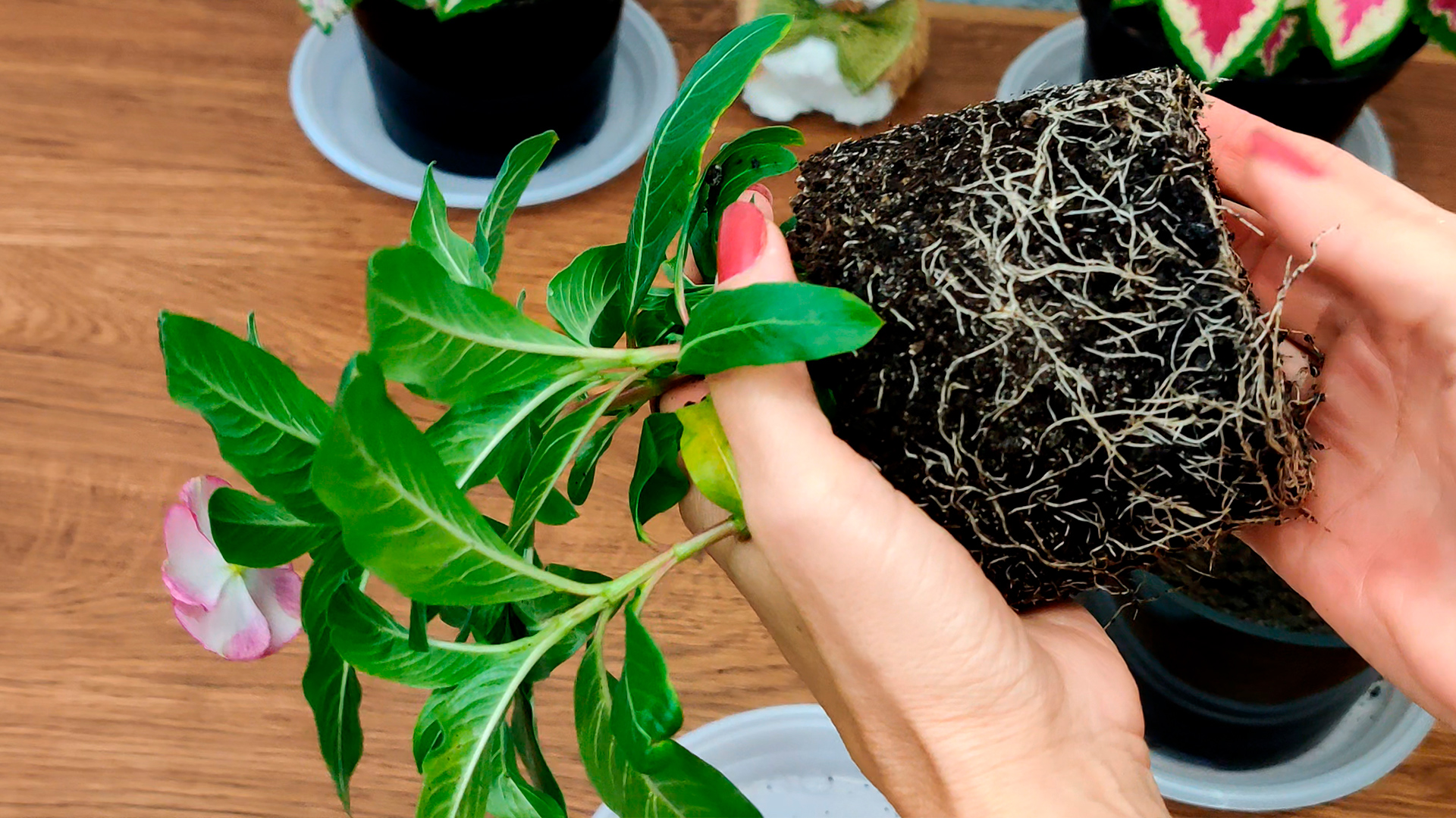 КАК ПРАВИЛЬНО ВЫСАДИТЬ КАТАРАНТУС НА ПМЖ. Какой выбрать объем при пересадке катарантусов смотреть онлайн