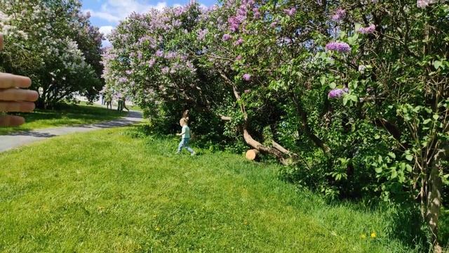 Сиреневый сад в Москве ! Все сорта сирени, какие только существуют. Красота. смотреть онлайн