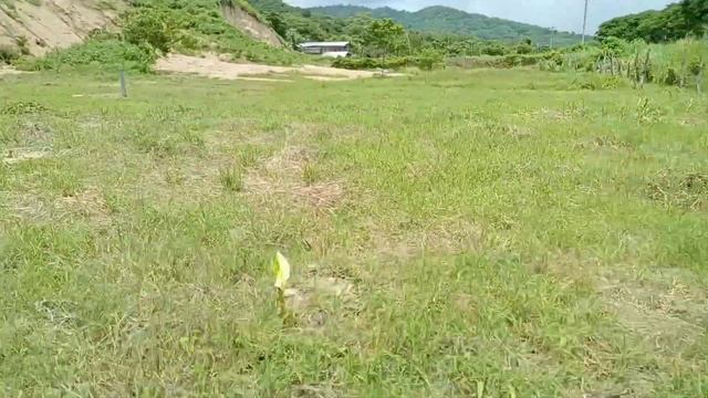 Как тут всё быстро растет! Эквадор смотреть онлайн