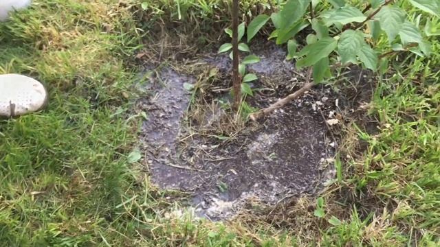 Хлебная подкормка гортензии летом смотреть онлайн