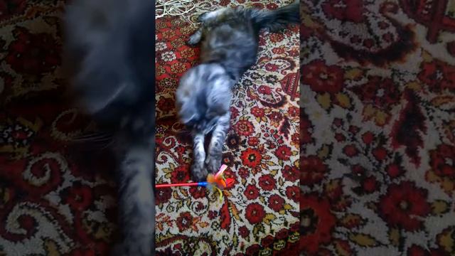 Мейн-Кун. Весёлые игры.))),🐈🐈🐈🐈 смотреть онлайн