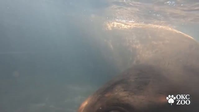 OKC Zoo Welcomes Rescued Sea Lion Pup смотреть онлайн