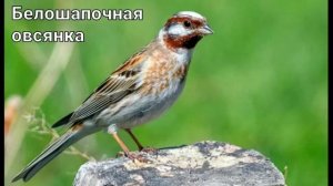 Пение овсянок (15 видов) ??