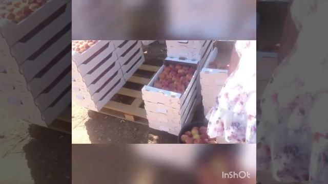 Сбор персиков в Крыму. смотреть онлайн