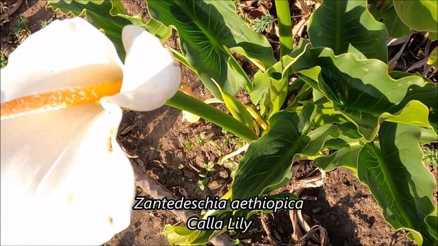 Up Close Look at the Foliage of the Tropical Plants in My California Garden Zone 9B in Early Spring смотреть онлайн