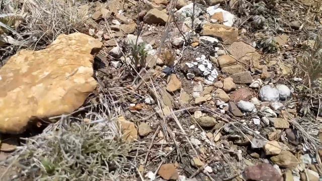 Mammillaria albiflora 🌵 смотреть онлайн