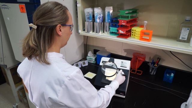 How to Use Petrifilm Environmental Listeria Plates смотреть онлайн