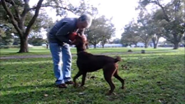 Louis Rescued Labrador Retriever смотреть онлайн