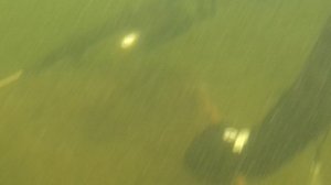 Подводные просторы России №4. Астория. Осенняя охота на сома и сазана