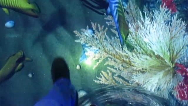 Живой пол. Океанариум. Остров Русский. Владивосток