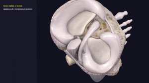 Связки Коленного Сустава - 3D Анатомия Связок - Часть 2 (мениски, крестообразные связки)