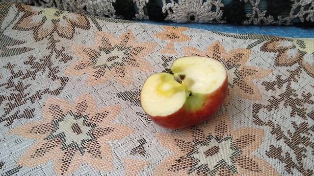 Яблоки RED CHIF самые вкусные !!! / RED CHIF apples are the most DELICIOUS !!! смотреть онлайн