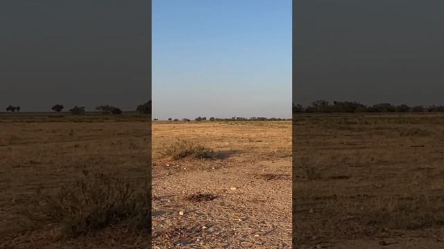 лошади не уходят далеко от воды! #вулкан #horse #лошади #казахстан #каратау #малбазар #а4 #art смотреть онлайн