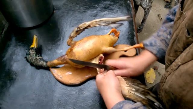 Как ощипать дикую утку, как разделать дикую утку, как потрошить дикую утку